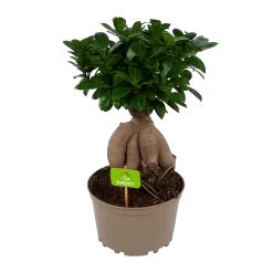 Ficus Microcarpa Ginseng - Bonsai - P20 H45 - Kamerplant