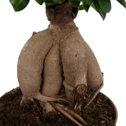 Ficus Microcarpa Ginseng - Bonsai - P20 H45 - Kamerplant -Woondecoratie Winkel ficus microcarpa ginseng bonsai p20 h45 6