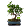 Ficus Retusa Taiwan - Bonsai - P29 H50 - Kamerplant