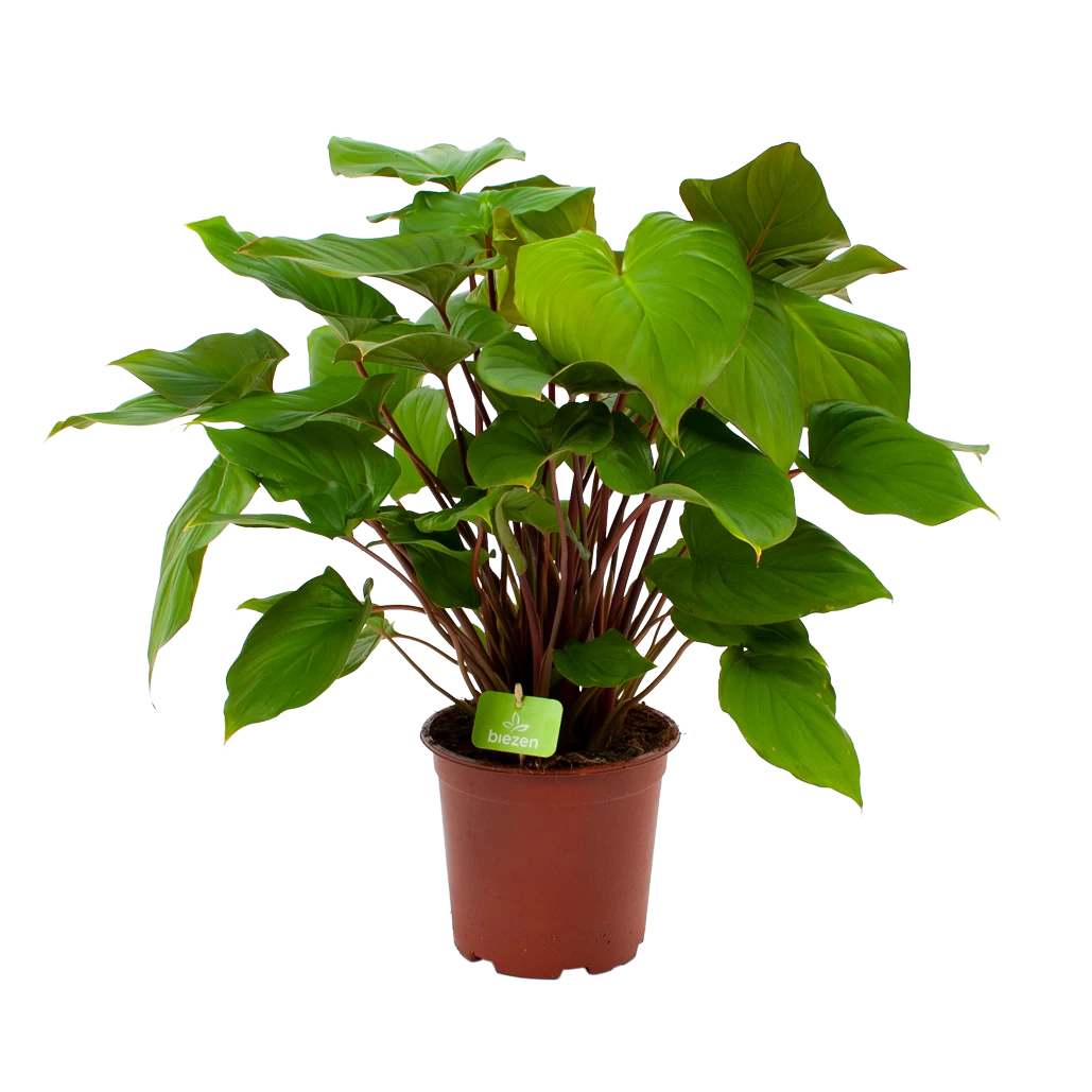 Homalomena Rubescens 'Maggy' - P19 H60 - Kamerplant 1 Homalomena Rubescens 'Maggy' - P19 H60 - Kamerplant