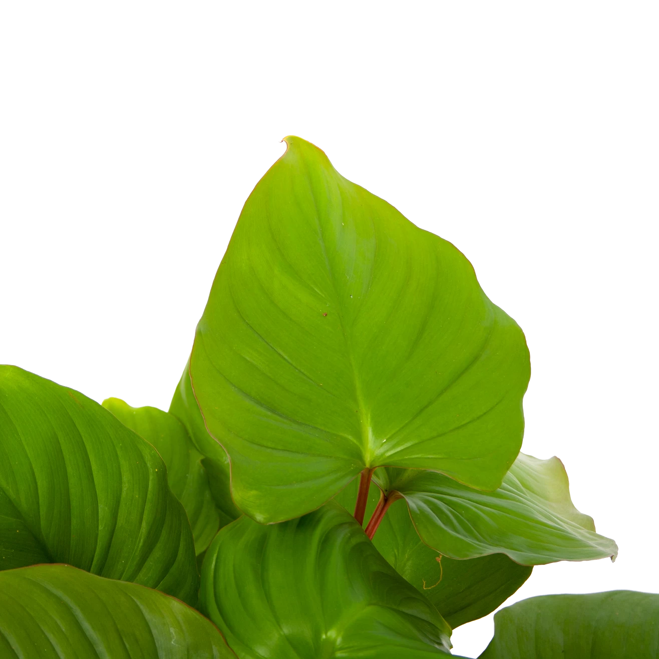 Homalomena Rubescens 'Maggy' - P19 H60 - Kamerplant 2 Homalomena Rubescens 'Maggy' - P19 H60 - Kamerplant - Afbeelding 2