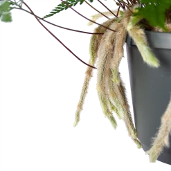 Humata Tyermannii - In Hangpot - P17 H30 - Kamerplant -Woondecoratie Winkel humata tyermannii in hangpot p17 h30 6