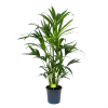 Kentiapalm - Howea Forsteriana - P21 H120 - Kamerplant