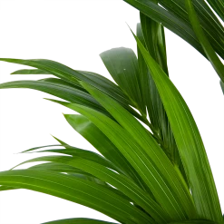 Kentiapalm - Howea Forsteriana - P21 H120 - Kamerplant -Woondecoratie Winkel kentiapalm howea forsteriana p21 h120 6