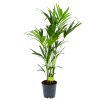 Kentiapalm - Howea Forsteriana - P24 H140 - Kamerplant