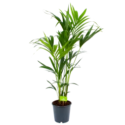 Kentiapalm - Howea Forsteriana - P24 H140 - Kamerplant