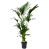 Kentiapalm - Howea Forsteriana - P27 H200 - Kamerplant