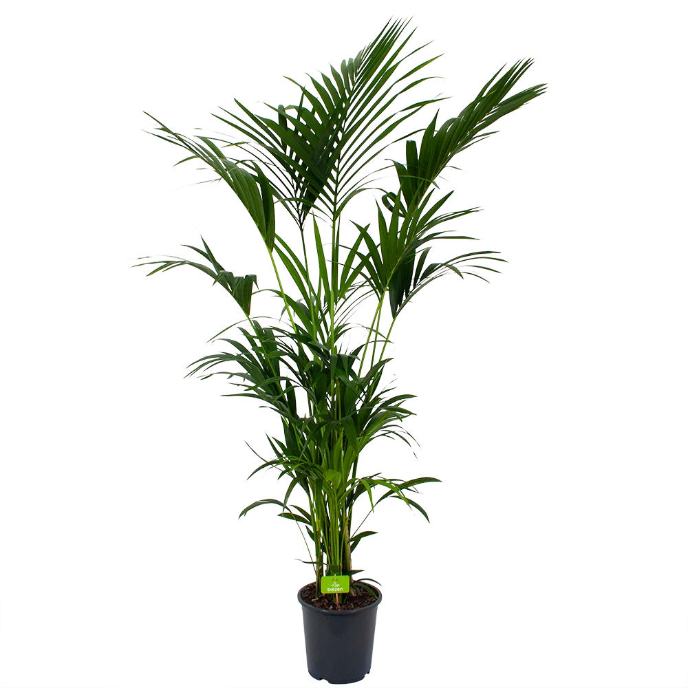 Kentiapalm - Howea Forsteriana - P27 H200 - Kamerplant 1 Kentiapalm - Howea Forsteriana - P27 H200 - Kamerplant