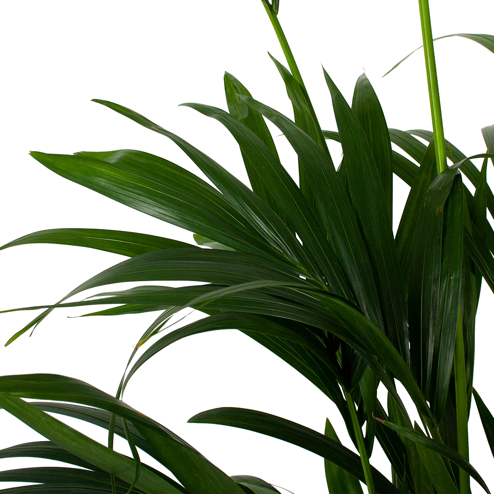 Kentiapalm - Howea Forsteriana - P27 H200 - Kamerplant 2 Kentiapalm - Howea Forsteriana - P27 H200 - Kamerplant - Afbeelding 2