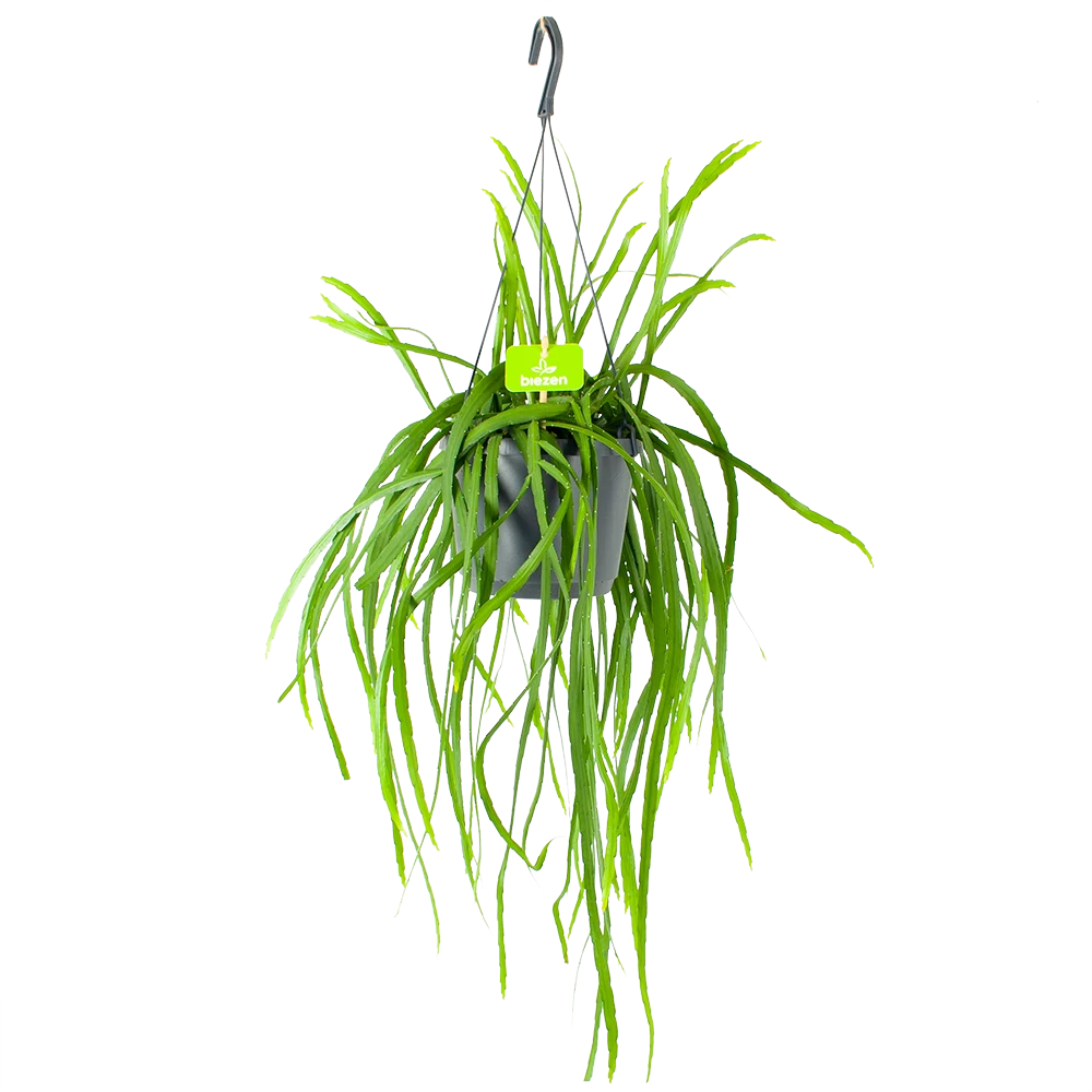 Lepismium Bolivianum - In Hangpot - P17 H40 - Kamerplant 1 Lepismium Bolivianum - In Hangpot - P17 H40 - Kamerplant