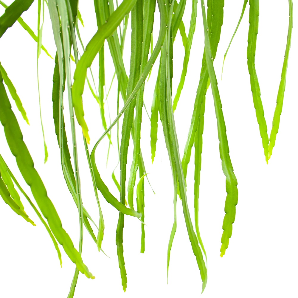 Lepismium Bolivianum - In Hangpot - P17 H40 - Kamerplant 2 Lepismium Bolivianum - In Hangpot - P17 H40 - Kamerplant - Afbeelding 2