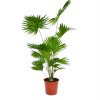 Livistona Rotundifolia - Chinese Schermpalm - P24 H100 - Kamerplant