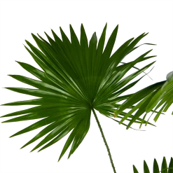 Livistona Rotundifolia - Chinese Schermpalm - P24 H100 - Kamerplant -Woondecoratie Winkel livistona rotundifolia chinese schermpalm p24 h100 kamerplant 3
