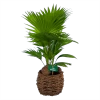 Livistona Rotundifolia In Gevlochten Caryota Pot - Chinese Schermpalm - P19 H50 - Kamerplant