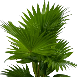 Livistona Rotundifolia In Gevlochten Caryota Pot - Chinese Schermpalm - P19 H50 - Kamerplant 6 Livistona Rotundifolia In Gevlochten Caryota Pot - Chinese Schermpalm - P19 H50 - Kamerplant -Woondecoratie Winkel livistona rotundifolia in pot chinese schermpalm p19 h50 kamerplant 3