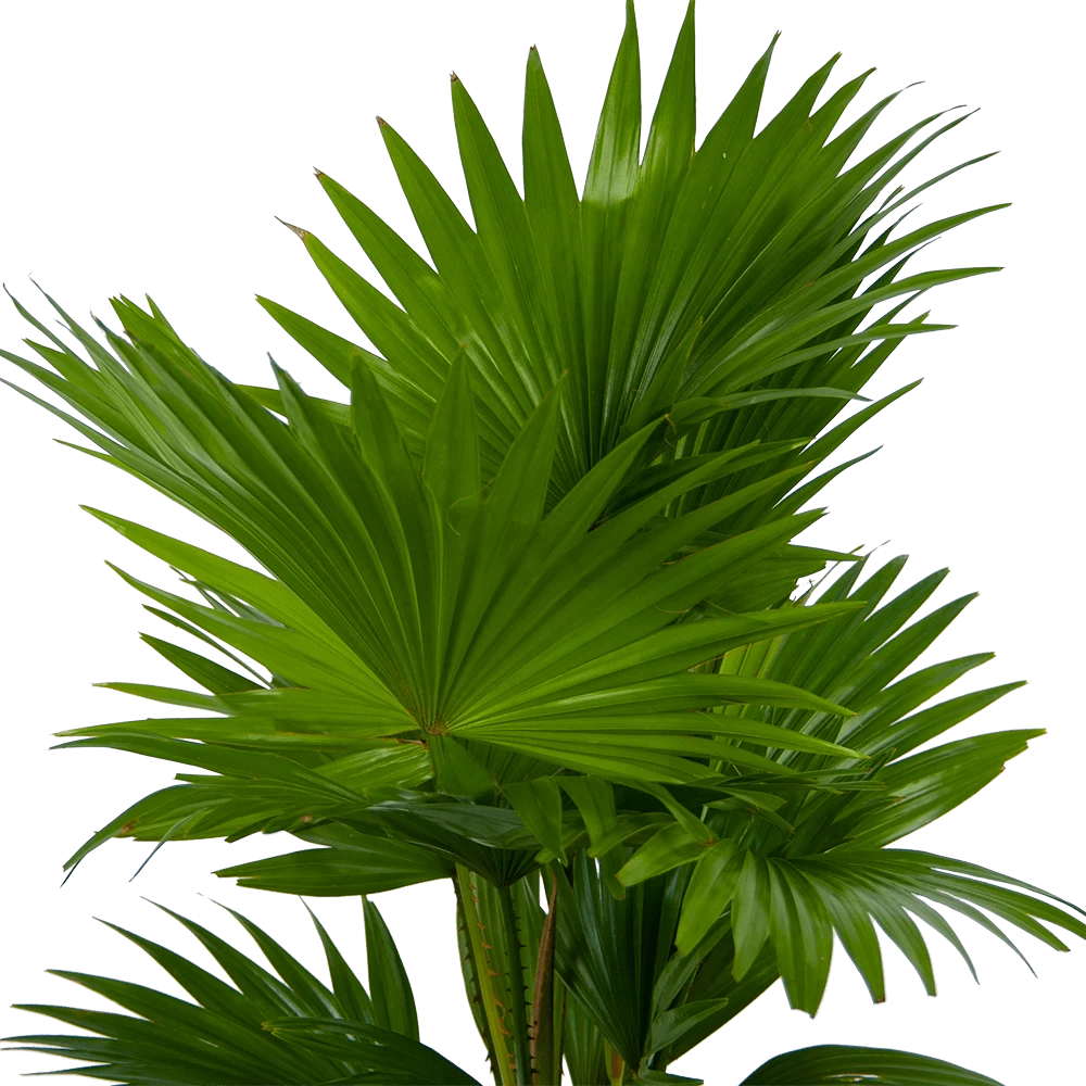 Livistona Rotundifolia In Gevlochten Caryota Pot - Chinese Schermpalm - P19 H50 - Kamerplant 3 Livistona Rotundifolia In Gevlochten Caryota Pot - Chinese Schermpalm - P19 H50 - Kamerplant - Afbeelding 3