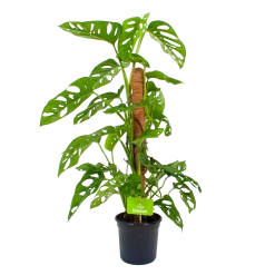 Monstera Adansonii Op Mosstok - Monkey Mask/Leaf- P16 H65 - Kamerplant