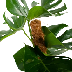 Monstera Deliciosa Op Mosstok - Gatenplant - P19 H80 - Kamerplant 7 Monstera Deliciosa Op Mosstok - Gatenplant - P19 H80 - Kamerplant -Woondecoratie Winkel monstera deliciosa op mosstok gatenplant p19 h80 5