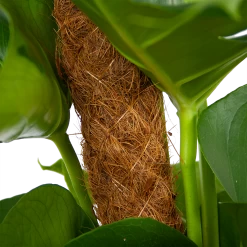 Monstera Deliciosa Op Mosstok - Gatenplant - P19 H80 - Kamerplant 8 Monstera Deliciosa Op Mosstok - Gatenplant - P19 H80 - Kamerplant -Woondecoratie Winkel monstera deliciosa op mosstok gatenplant p19 h80 6