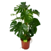 Monstera Deliciosa Op Mosstok - Gatenplant - P27 H120 - Kamerplant
