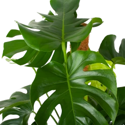 Monstera Deliciosa Op Mosstok - Gatenplant - P27 H120 - Kamerplant -Woondecoratie Winkel monstera deliciosa op mosstok gatenplant p27 h120 6 3