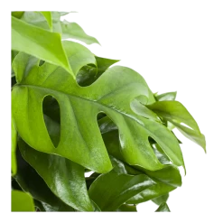 Monstera Minima - Gatenplant - In Hangpot - P27 H30 - Kamerplant -Woondecoratie Winkel monstera minima gatenplant in hangpot p27 h30 6