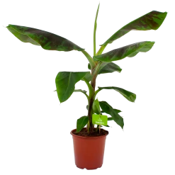 Musa Dwarf Cavendish - Bananenplant - P21 H90 - Kamerplant