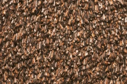 Natuflex Droogloopmat - 80x50cm - Donker Bruin - Deurmat 5 Natuflex Droogloopmat - 80x50cm - Donker Bruin - Deurmat -Woondecoratie Winkel natuflex droogloopmat donker bruin deurmat 3