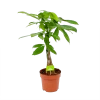 Pachira Aquatica - Geldboom - P17 H60 - Kamerplant