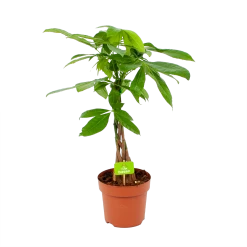 Pachira Aquatica - Geldboom - P17 H60 - Kamerplant