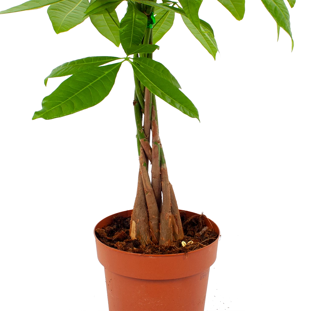 Pachira Aquatica - Geldboom - P17 H60 - Kamerplant 2 Pachira Aquatica - Geldboom - P17 H60 - Kamerplant - Afbeelding 2