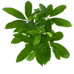 Pachira Aquatica - Geldboom - P17 H60 - Kamerplant 6 Pachira Aquatica - Geldboom - P17 H60 - Kamerplant -Woondecoratie Winkel pachira aquatica geldboom p17 h60 6