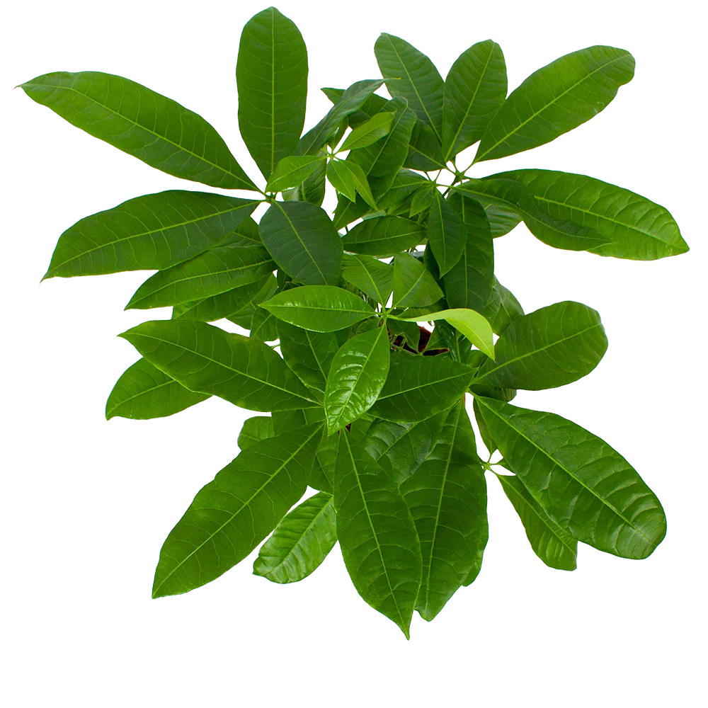 Pachira Aquatica - Geldboom - P17 H60 - Kamerplant 3 Pachira Aquatica - Geldboom - P17 H60 - Kamerplant - Afbeelding 3