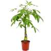 Pachira Aquatica - Geldboom - P19 H80 - Kamerplant
