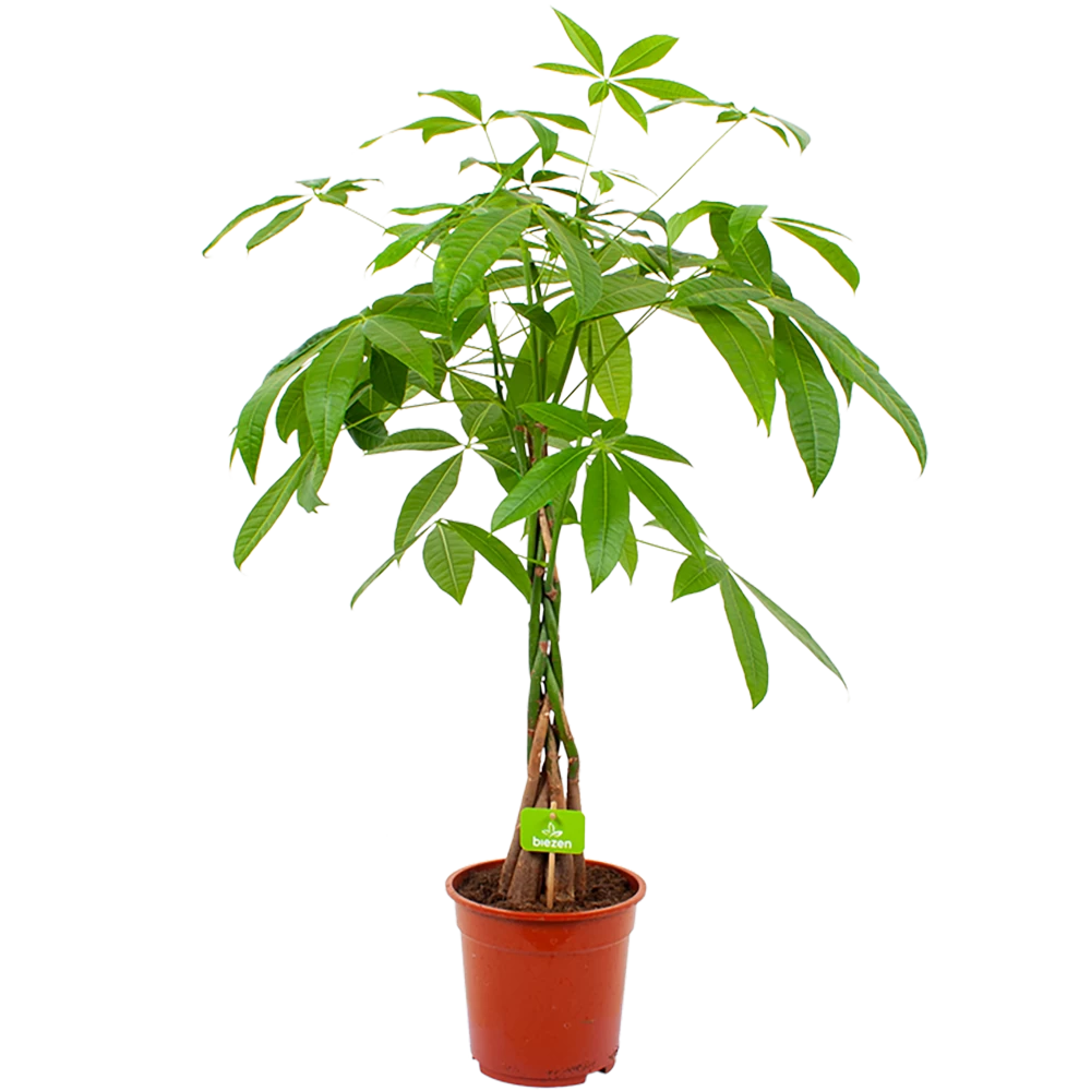 Pachira Aquatica - Geldboom - P19 H80 - Kamerplant 1 Pachira Aquatica - Geldboom - P19 H80 - Kamerplant