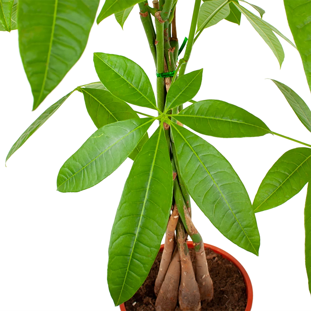 Pachira Aquatica - Geldboom - P19 H80 - Kamerplant 2 Pachira Aquatica - Geldboom - P19 H80 - Kamerplant - Afbeelding 2