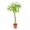 Pachira Aquatica - Geldboom - P24 H135 - Kamerplant