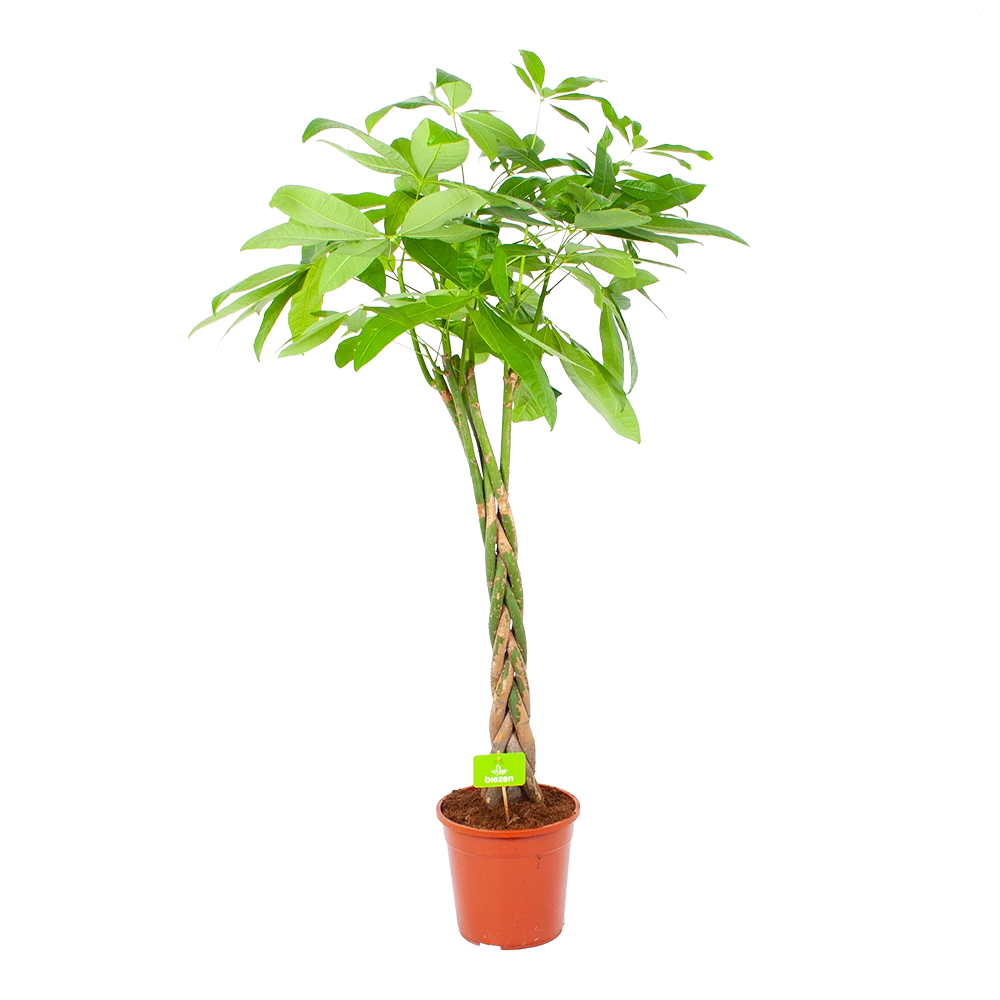 Pachira Aquatica - Geldboom - P24 H135 - Kamerplant 1 Pachira Aquatica - Geldboom - P24 H135 - Kamerplant