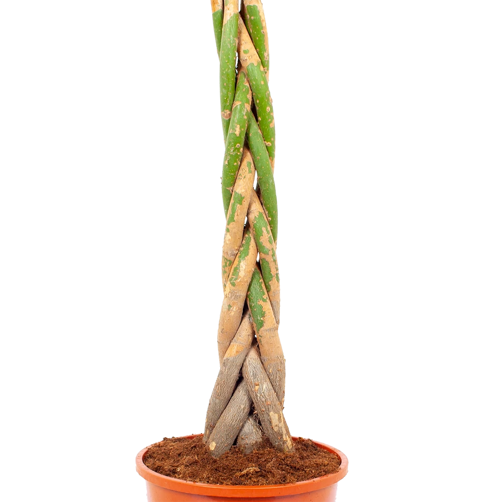 Pachira Aquatica - Geldboom - P24 H135 - Kamerplant 2 Pachira Aquatica - Geldboom - P24 H135 - Kamerplant - Afbeelding 2