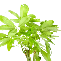 Pachira Aquatica - Geldboom - P24 H135 - Kamerplant 6 Pachira Aquatica - Geldboom - P24 H135 - Kamerplant -Woondecoratie Winkel pachira aquatica geldboom p24 h135 6