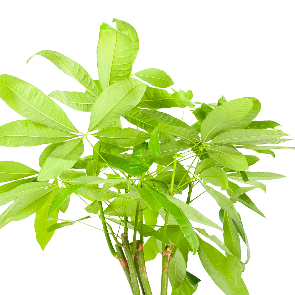Pachira Aquatica - Geldboom - P24 H135 - Kamerplant 3 Pachira Aquatica - Geldboom - P24 H135 - Kamerplant - Afbeelding 3