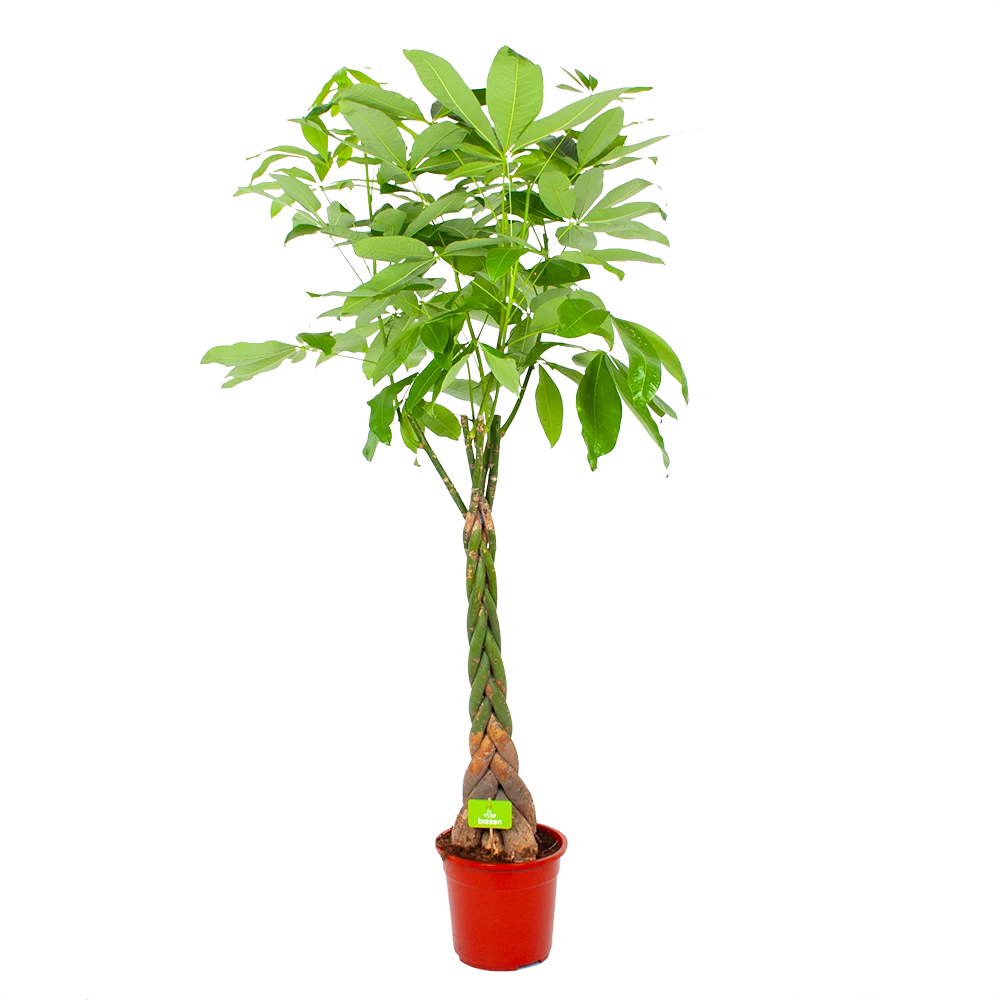 Pachira Aquatica - Geldboom - P27 H150 - Kamerplant 1 Pachira Aquatica - Geldboom - P27 H150 - Kamerplant