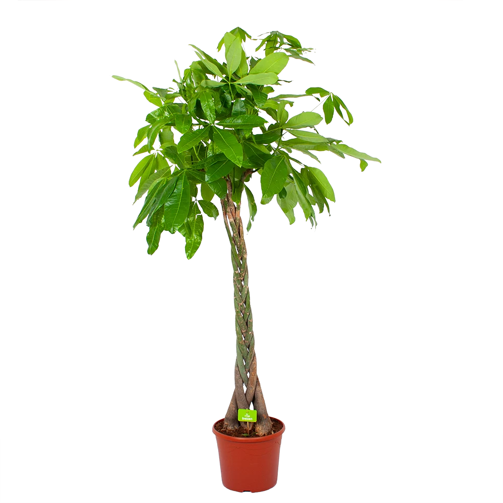 Pachira Aquatica - Geldboom - P35 H190 - Kamerplant 1 Pachira Aquatica - Geldboom - P35 H190 - Kamerplant