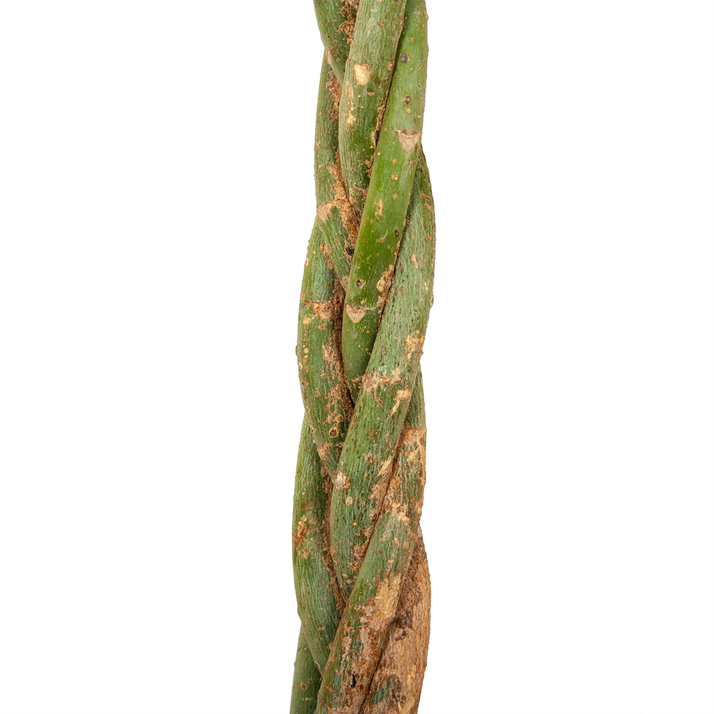 Pachira Aquatica - Geldboom - P35 H190 - Kamerplant 2 Pachira Aquatica - Geldboom - P35 H190 - Kamerplant - Afbeelding 2