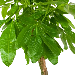 Pachira Aquatica - Geldboom - P35 H190 - Kamerplant 6 Pachira Aquatica - Geldboom - P35 H190 - Kamerplant -Woondecoratie Winkel pachira aquatica geldboom p35 h190 6