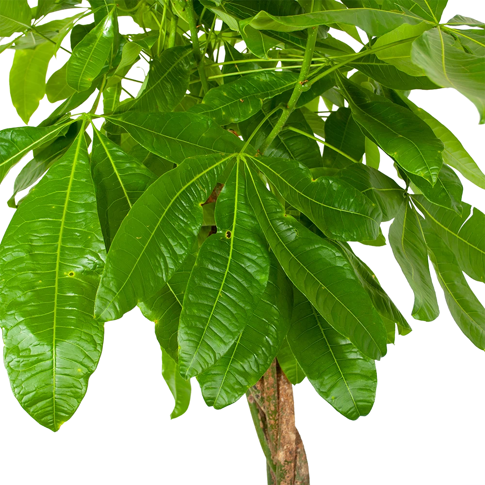 Pachira Aquatica - Geldboom - P35 H190 - Kamerplant 3 Pachira Aquatica - Geldboom - P35 H190 - Kamerplant - Afbeelding 3