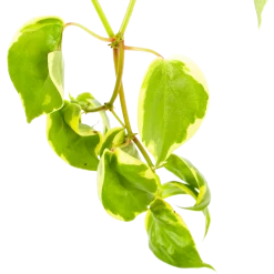 Peperomia Scandens Variegata - In Hangpot - P17 H30 - Kamerplant -Woondecoratie Winkel peperomia scandens variegata in hangpot p17 h30 6