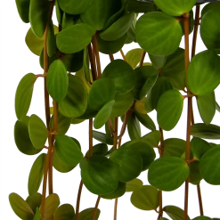 Peperomia Tetraphylla - In Hangpot - P15 H25 - Kamerplant -Woondecoratie Winkel peperomia tetraphylla in hangpot p15 h25 6