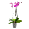 3 Taks Phalaenopsis Evolution - Vlinderorchidee - P12 H60 - Kamerplant