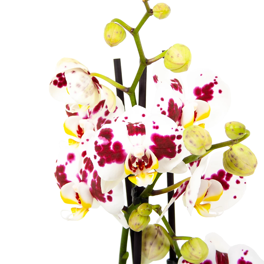 3 Taks Phalaenopsis Pop Art - Vlinderorchidee - P12 H60 - Kamerplant - Afbeelding 2